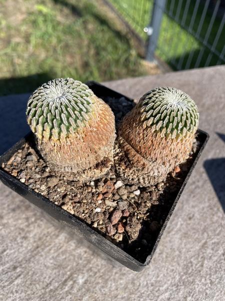 Turbinicarpus pseudopectinatus